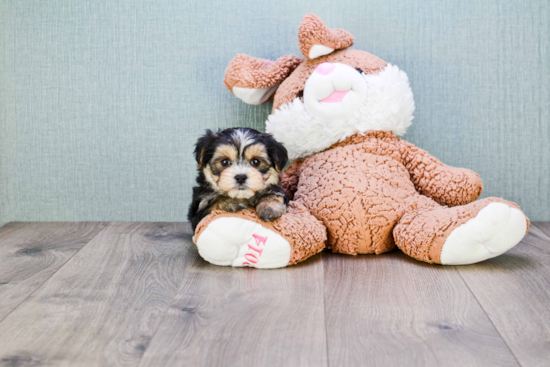 Cute Morkie Baby