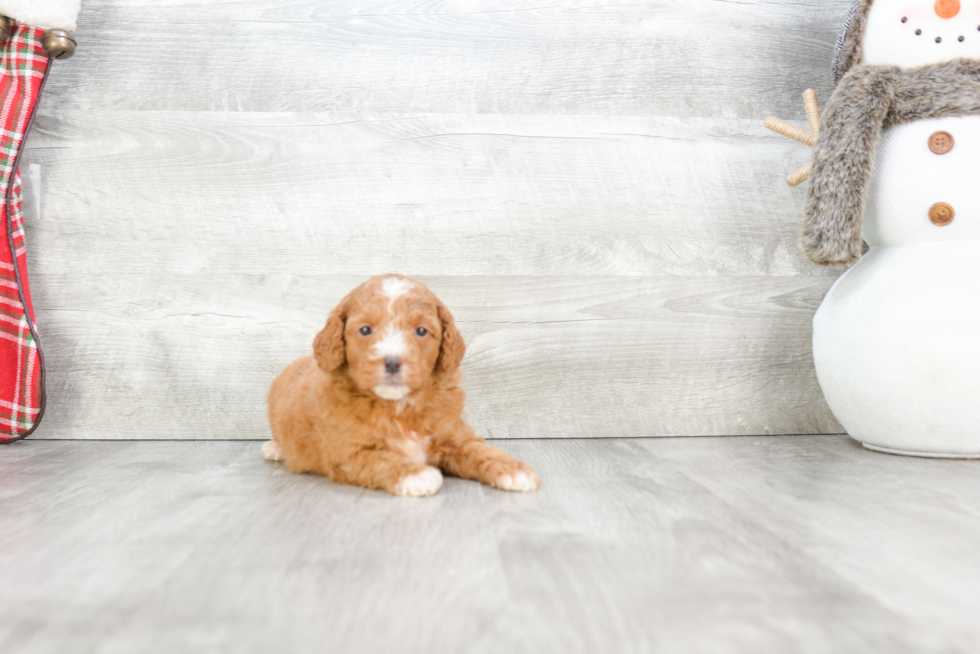 Sweet Mini Goldendoodle Baby