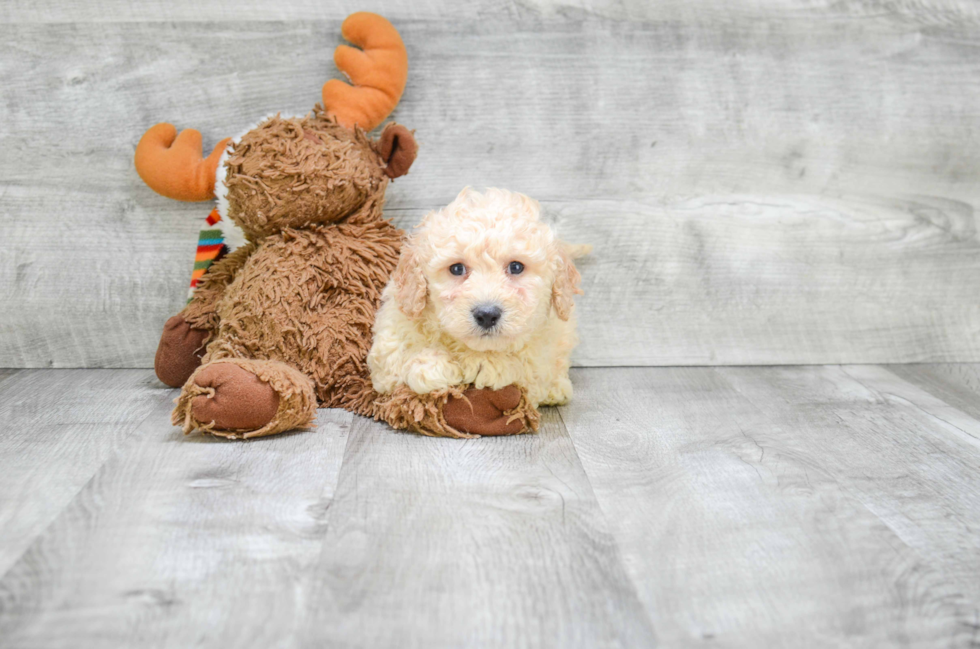 Friendly Cavapoo Baby