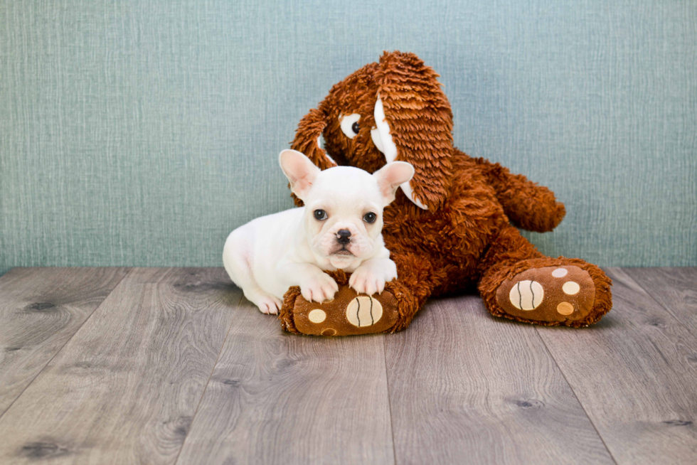 Hypoallergenic French Bulldog Purebred Pup