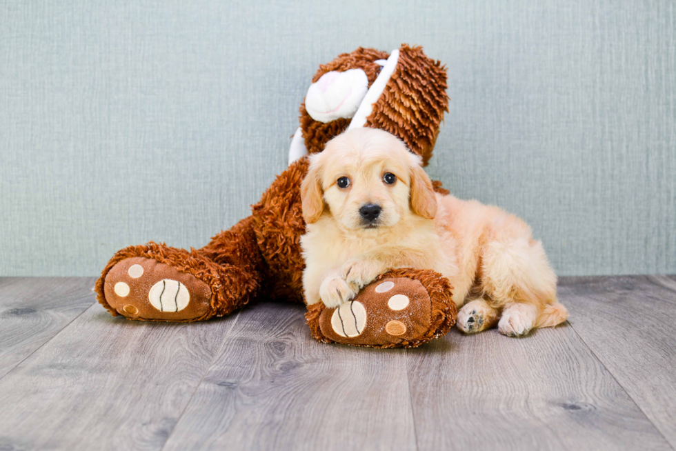 Friendly Mini Goldendoodle Baby