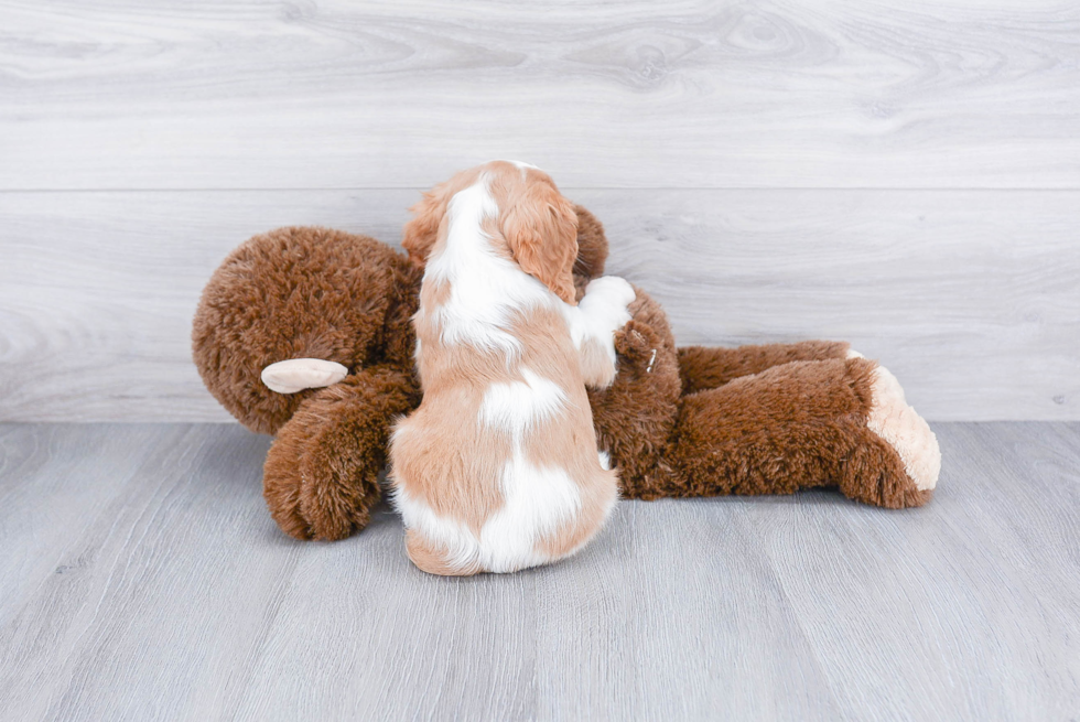 Best Cavalier King Charles Spaniel Baby