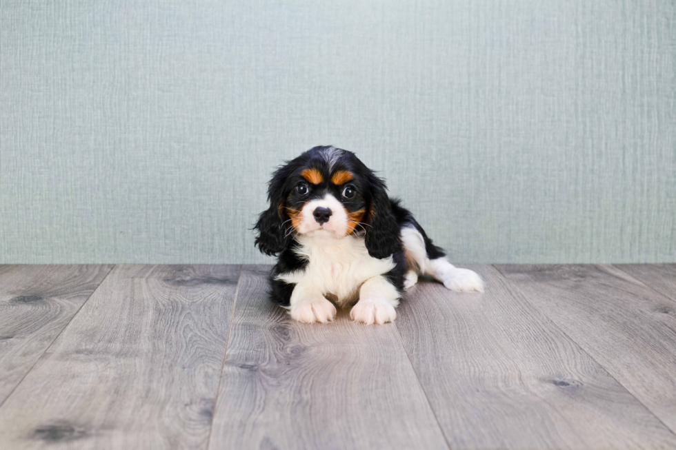 Cavalier King Charles Spaniel Puppy for Adoption