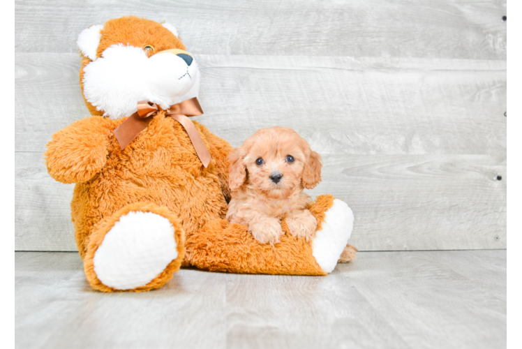 Cavapoo Pup Being Cute