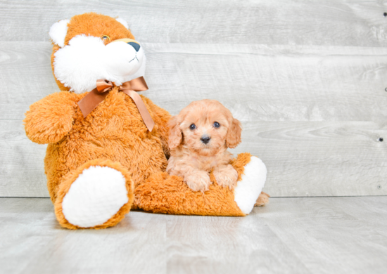 Cavapoo Pup Being Cute