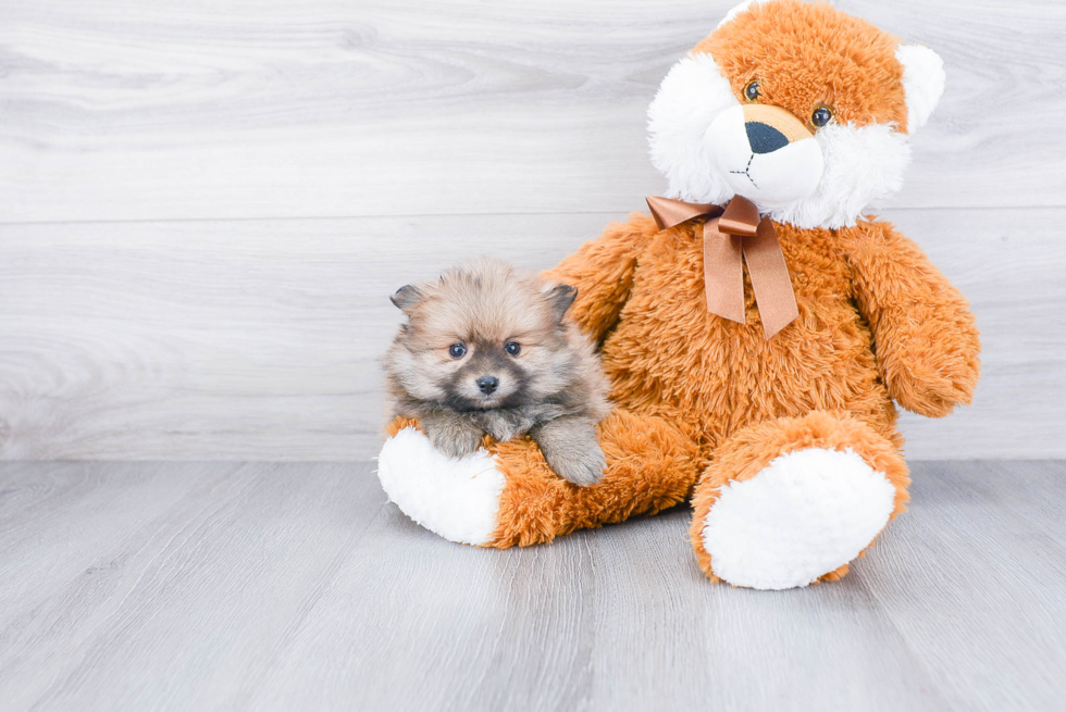 Playful Pomeranian Purebred Pup