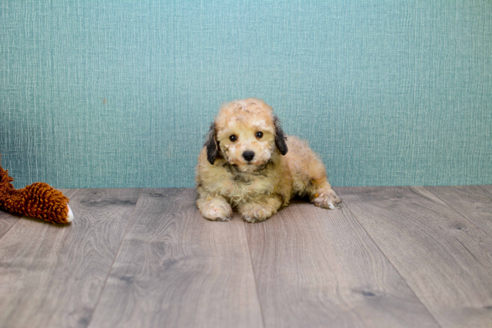 Best Maltipoo Baby