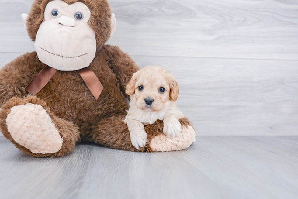 Cavapoo Pup Being Cute