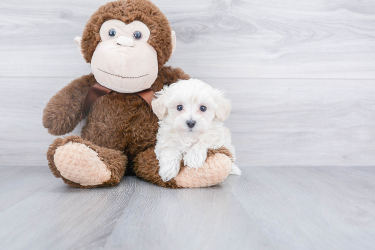 Maltipoo Pup Being Cute