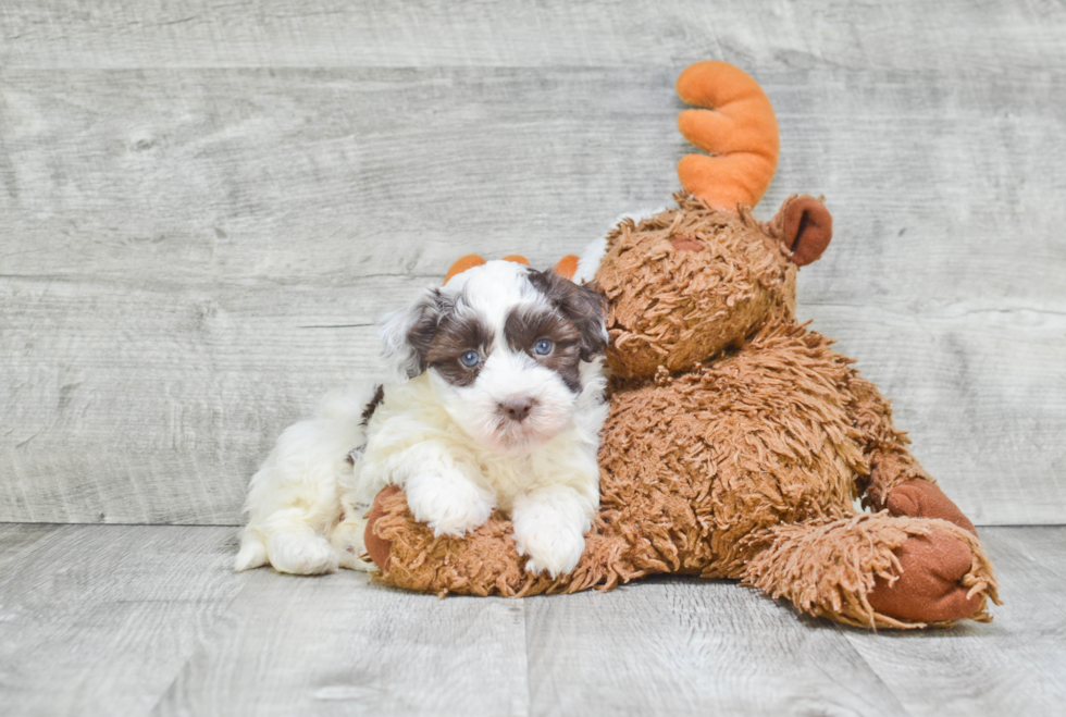 Akc Registered Havanese Baby