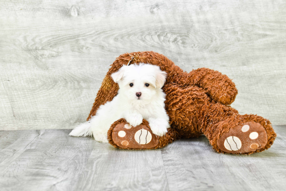 Smart Maltipoo Poodle Mix Pup