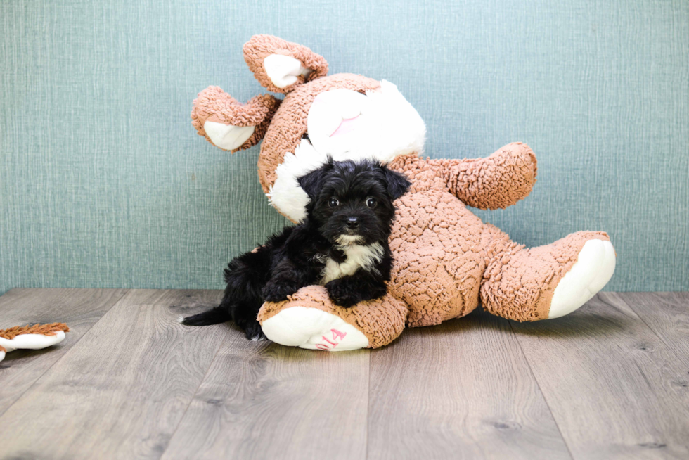 Playful Yorkie Designer Puppy