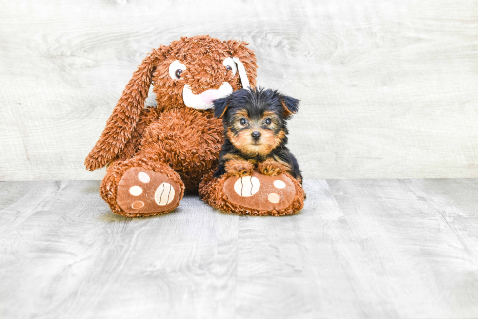 Meet Izzie - our Yorkshire Terrier Puppy Photo 