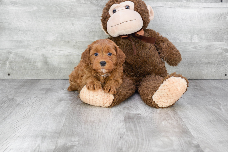 Playful Cavoodle Poodle Mix Puppy