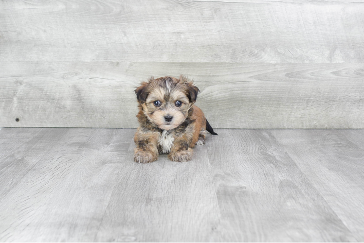 Best Morkie Baby