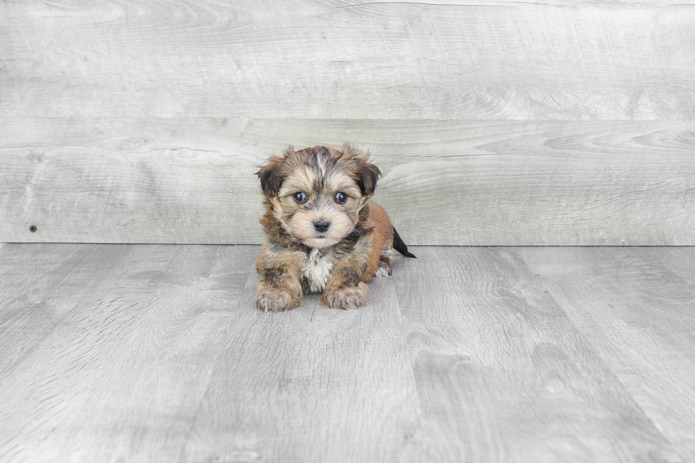 Best Morkie Baby