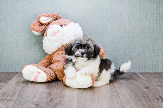 Best Havanese Baby