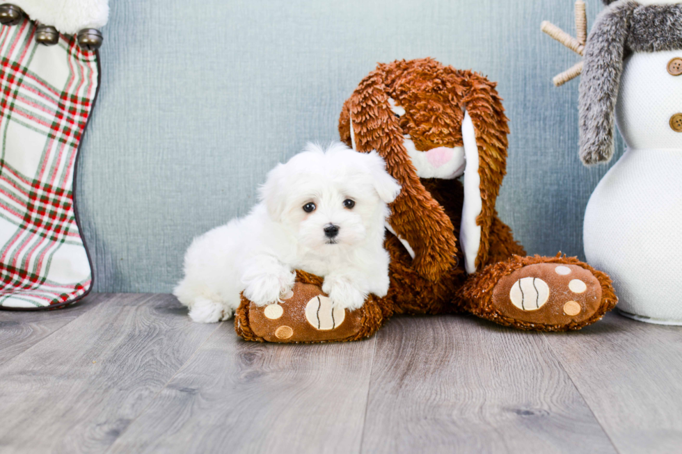 Petite Maltese Purebred Puppy