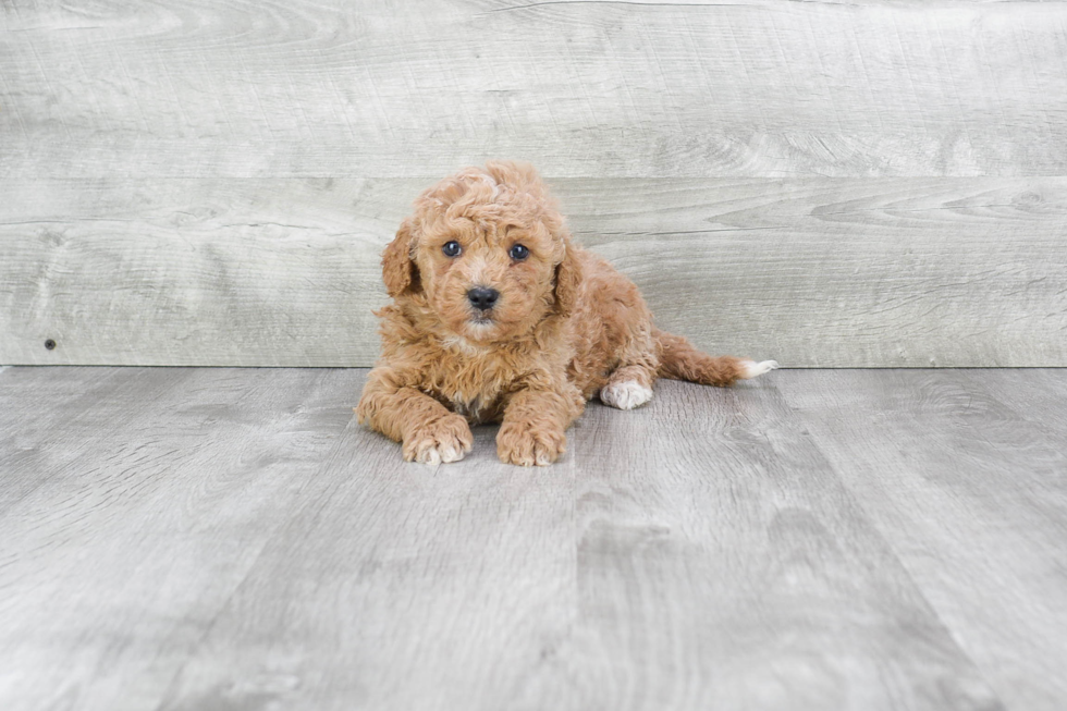 Best Mini Goldendoodle Baby