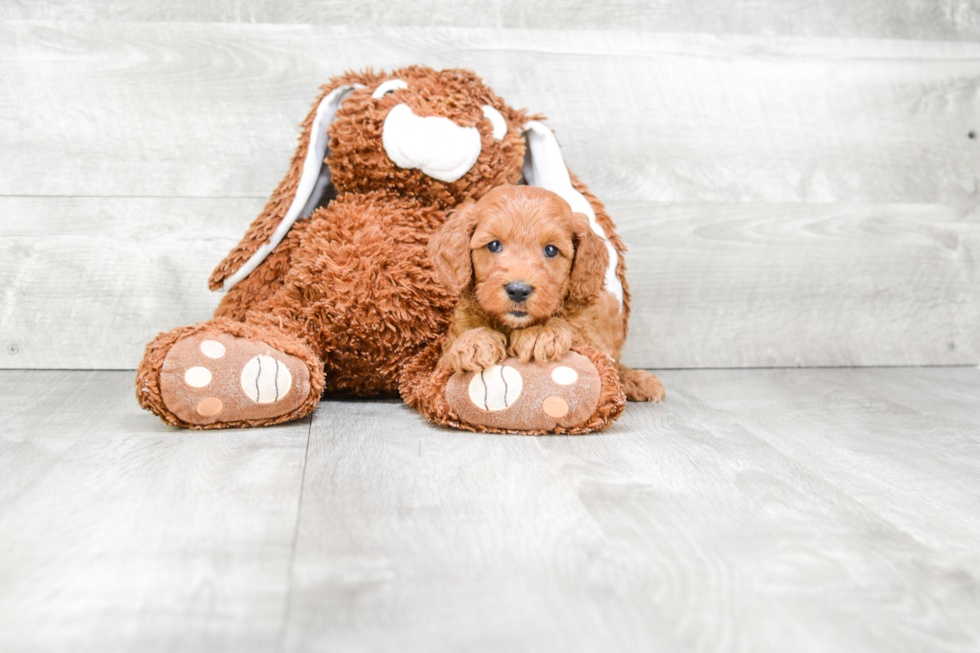 Adorable Golden Retriever Poodle Mix Puppy