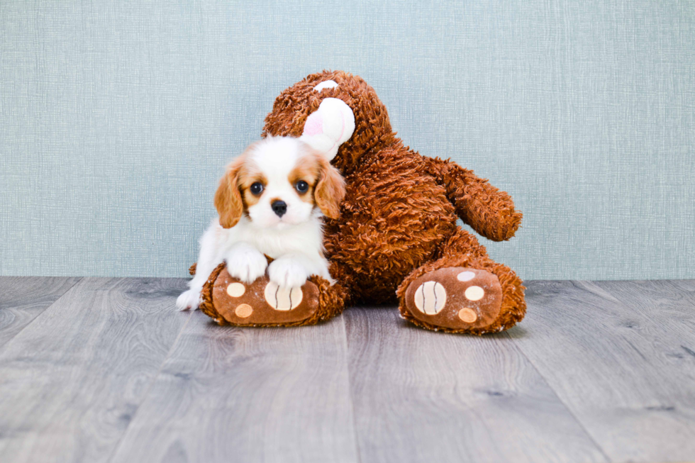 Cavalier King Charles Spaniel Puppy for Adoption