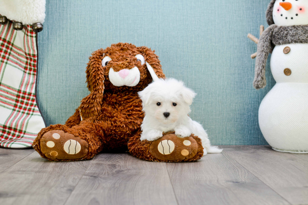 Friendly Maltese Baby