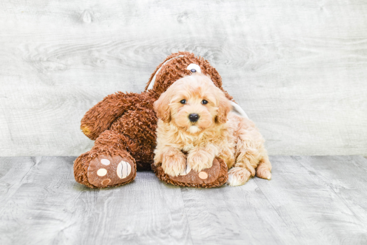 Mini Goldendoodle Pup Being Cute