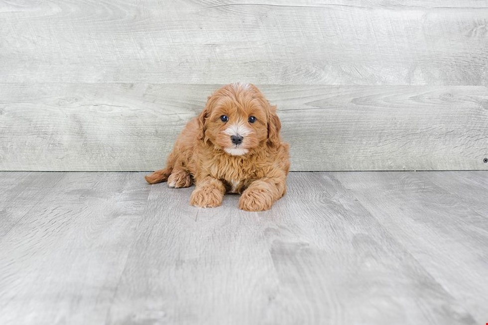 Cute Cavapoo Baby