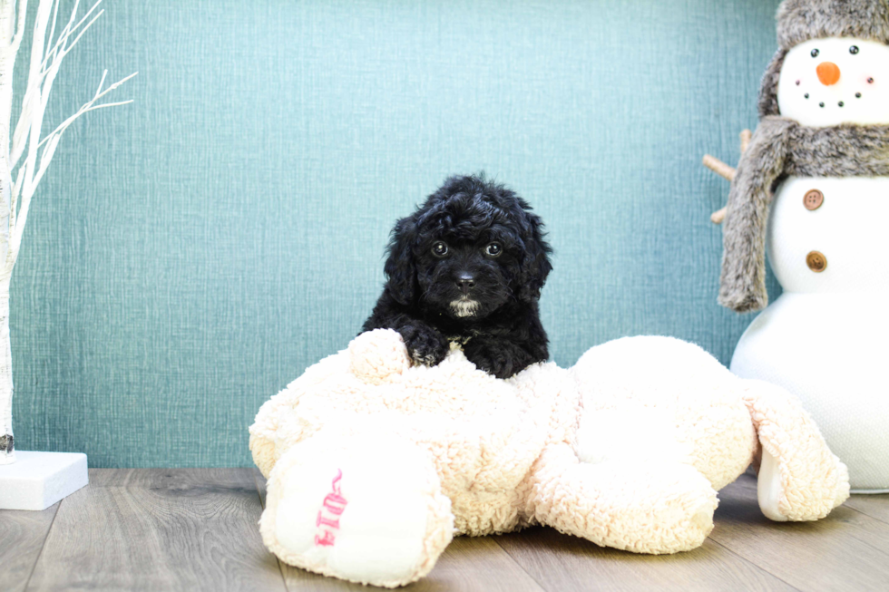 Happy Cavapoo Baby