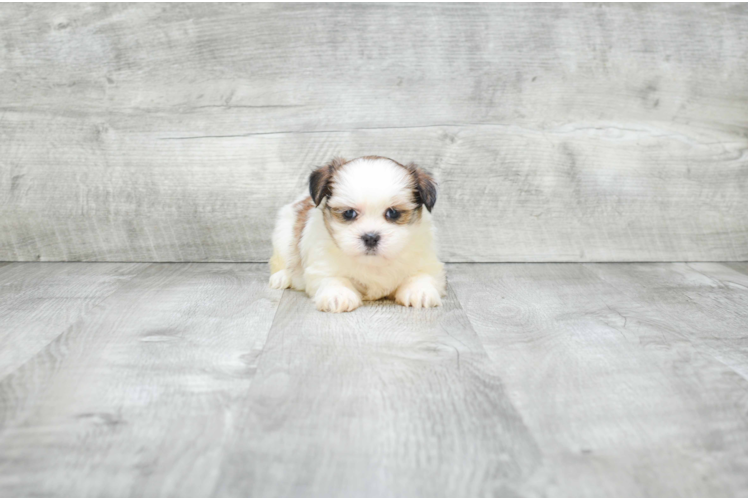 Little Shichon Designer Puppy