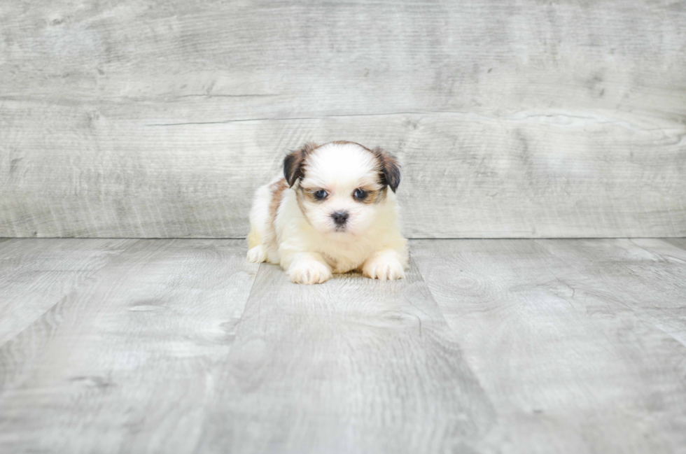 Little Shichon Designer Puppy