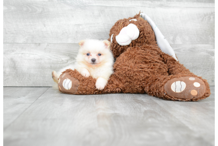 Small Pomeranian Baby