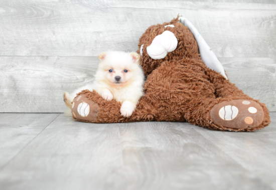 Small Pomeranian Baby