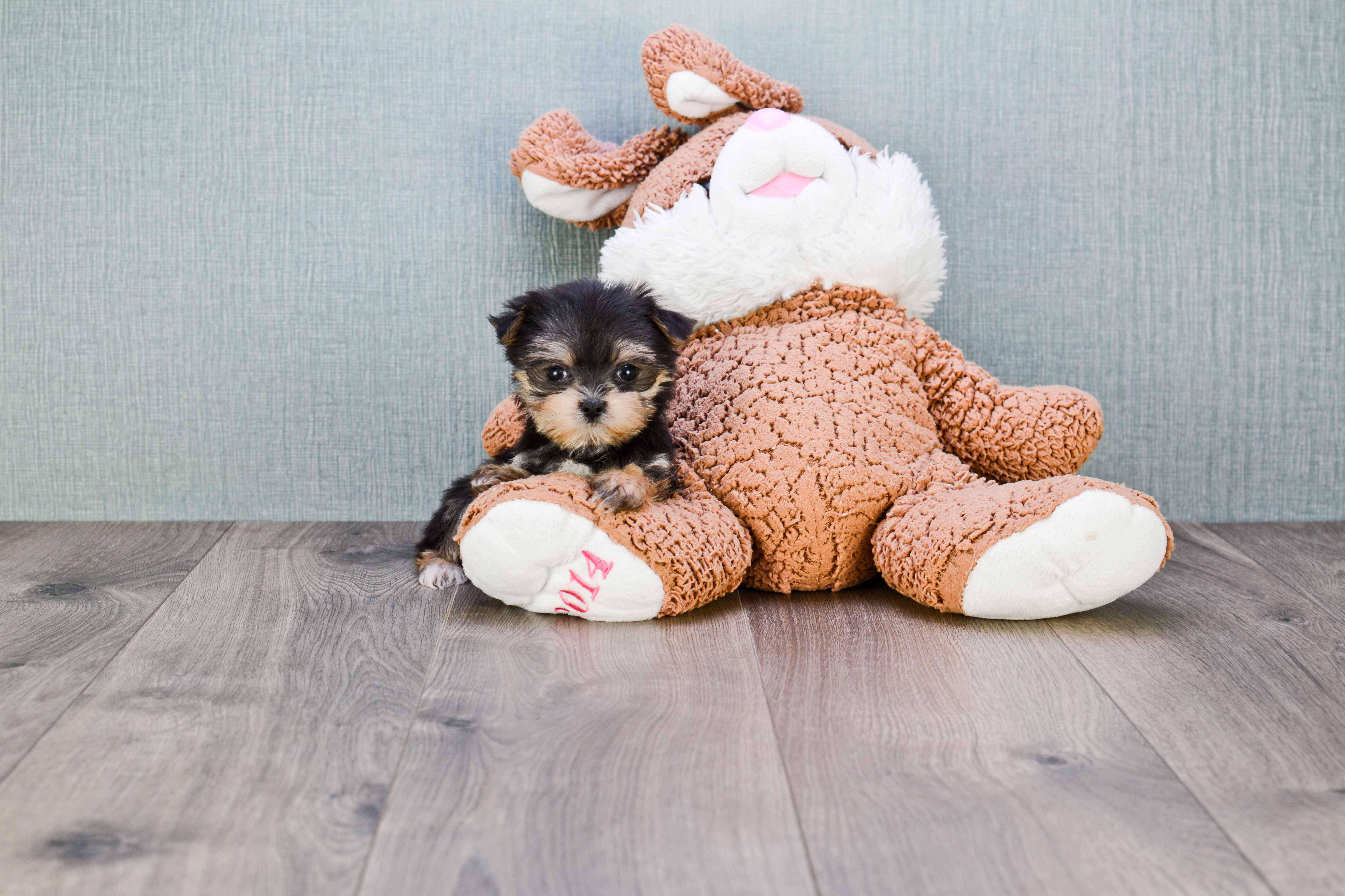 Morkie Puppy for Adoption