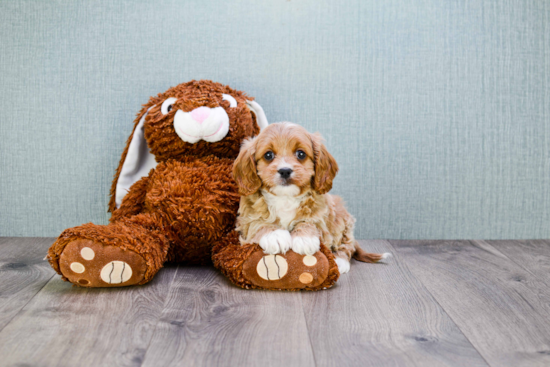 Cavapoo Pup Being Cute