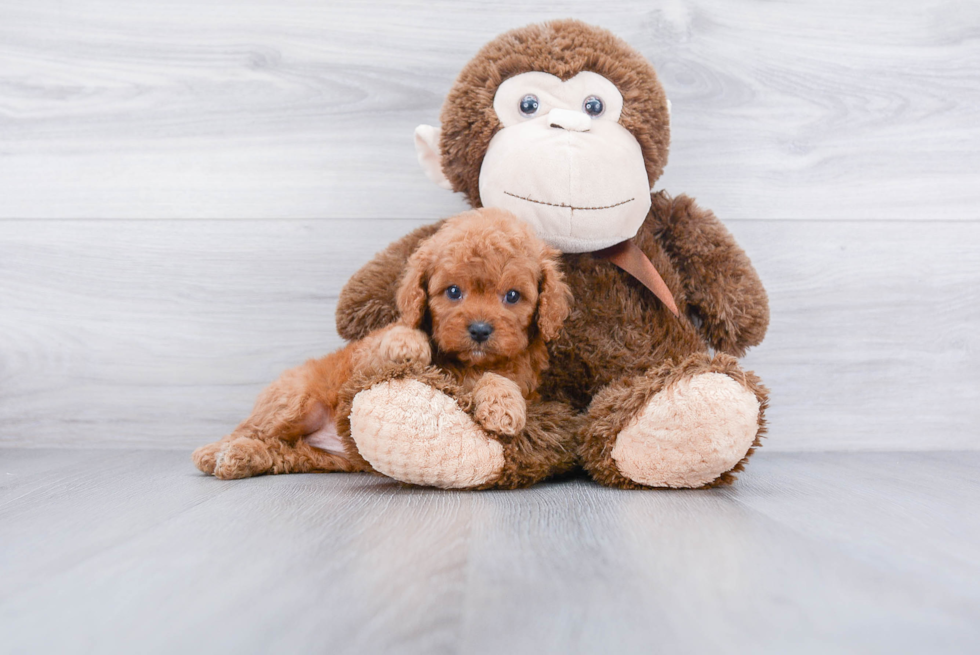 Popular Cavapoo Poodle Mix Pup