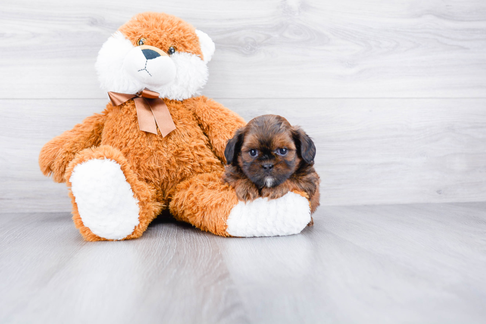 Teddy Bear Pup Being Cute