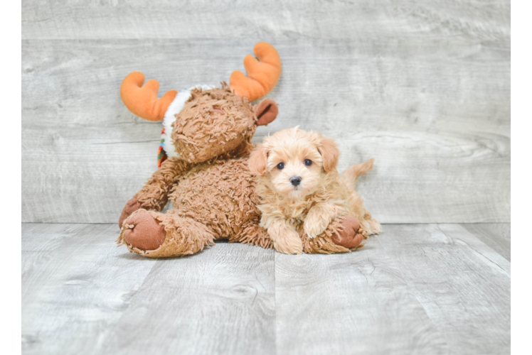 Maltipoo Puppy for Adoption