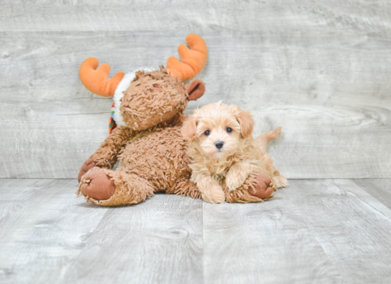 Maltipoo Puppy for Adoption