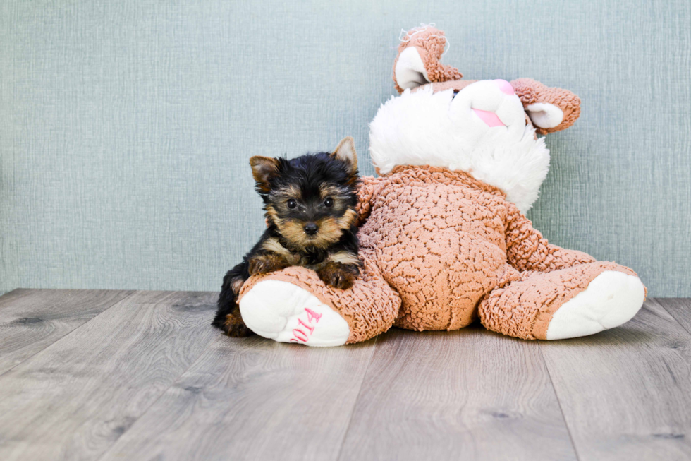 Meet Chase - our Yorkshire Terrier Puppy Photo 