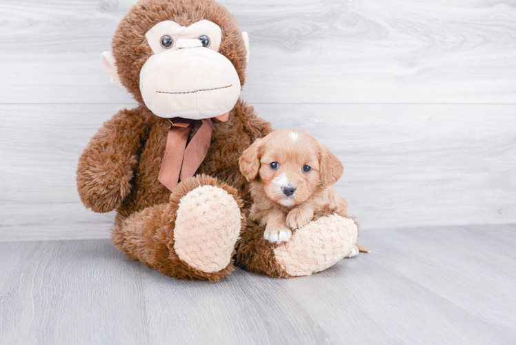 Playful Cavoodle Poodle Mix Puppy