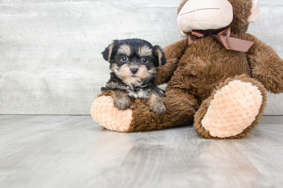 Fluffy Morkie Designer Pup