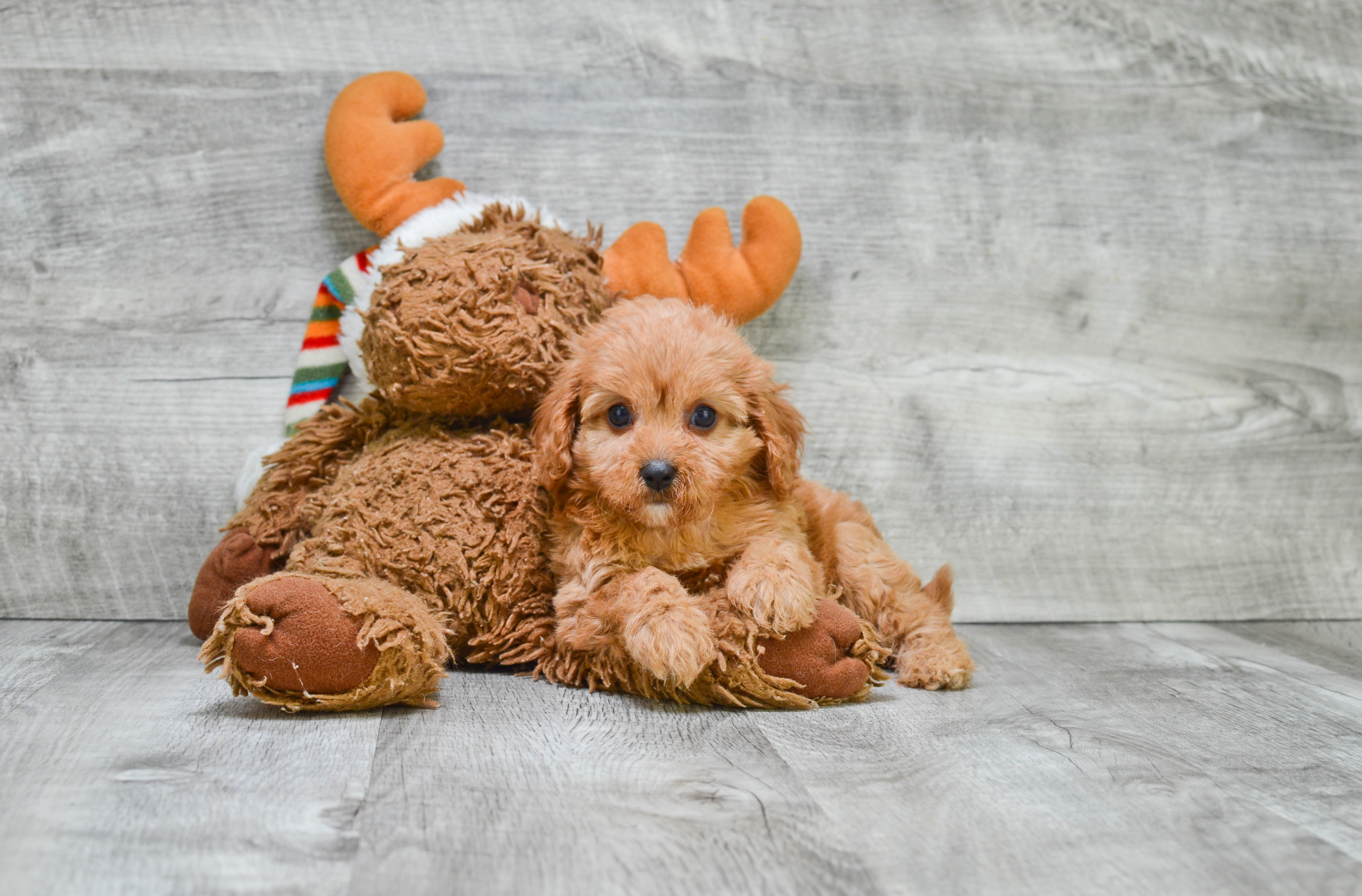 Cavapoo Puppy for Adoption