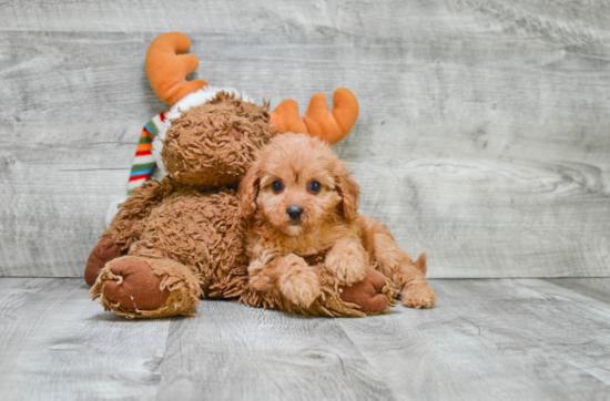 Cavapoo Puppy for Adoption