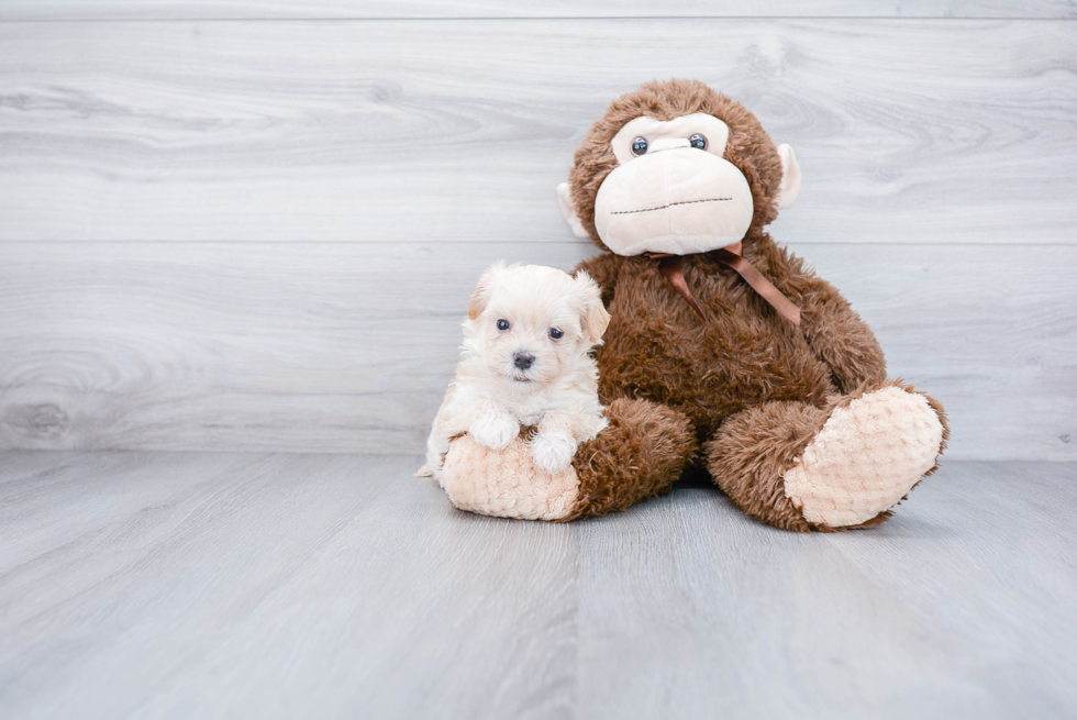 Best Maltipoo Baby