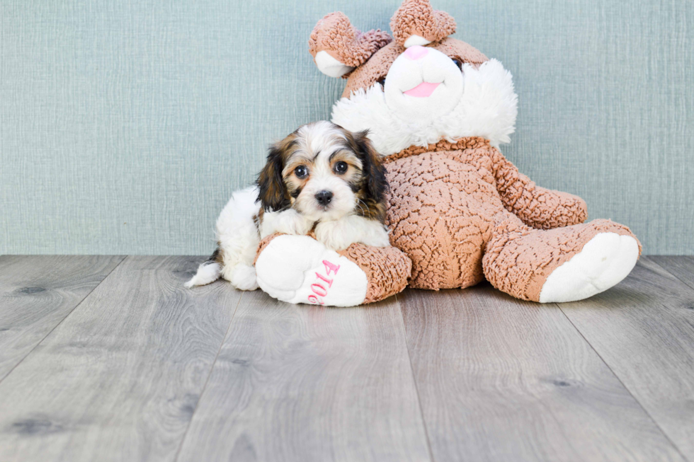 Adorable Cavalier Designer Puppy