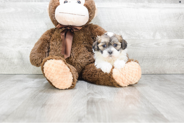 Hypoallergenic Shichon Designer Puppy