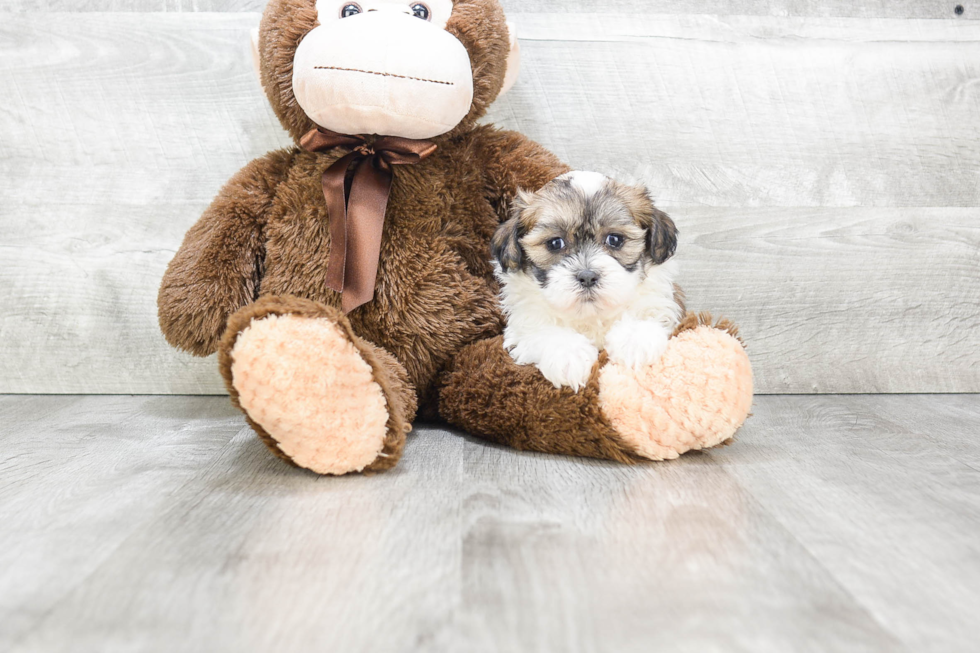 Hypoallergenic Shichon Designer Puppy
