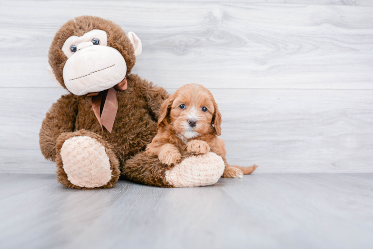 Mini Goldendoodle Puppy for Adoption