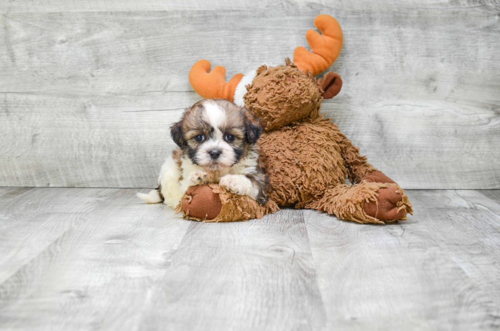 Teddy Bear Pup Being Cute